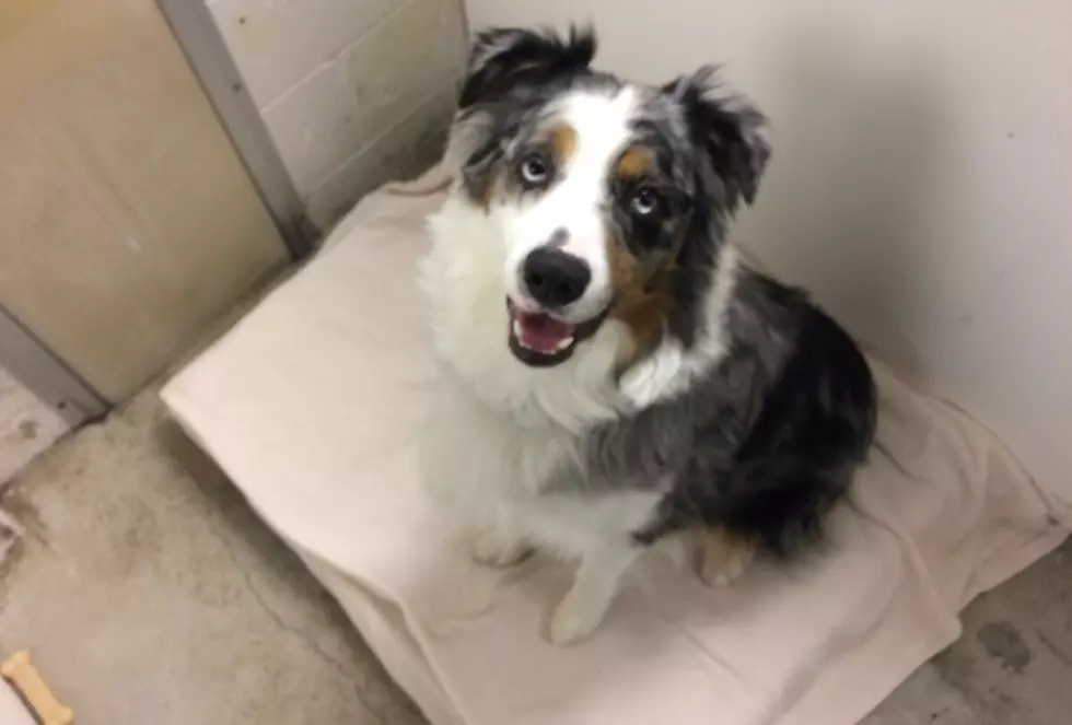 Finnegan Loves Long Walks - Pet of the Week [VIDEO]