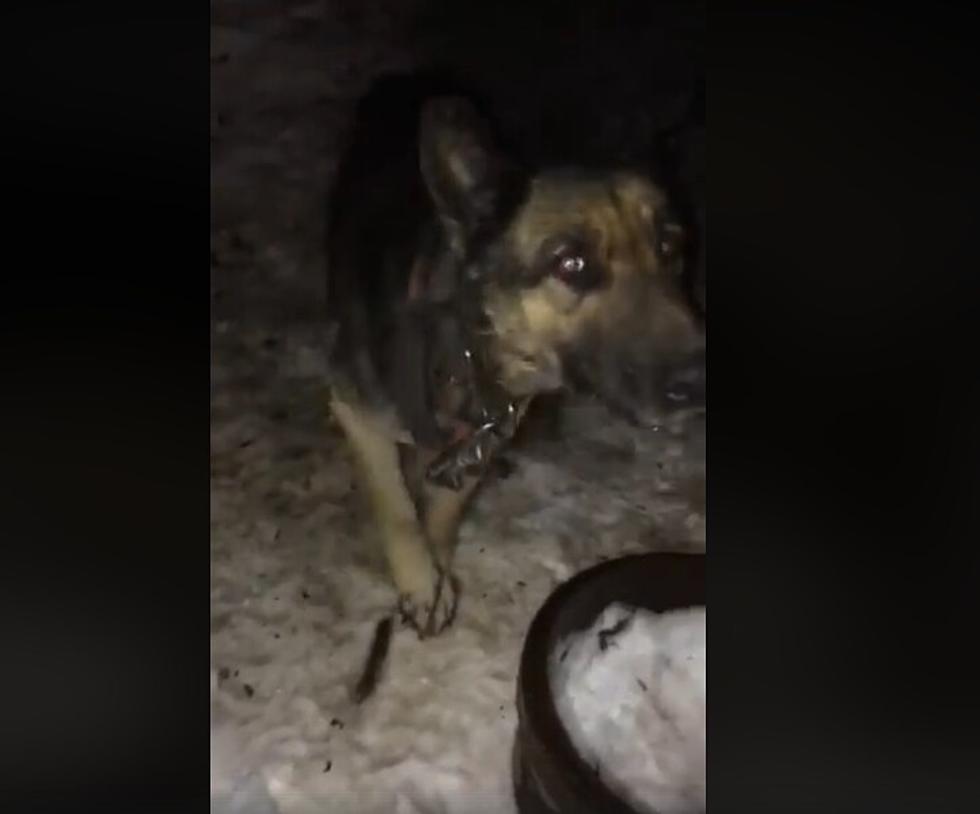 Heartbreaking Video Shows Dog Chained Outside in Cold in Buena