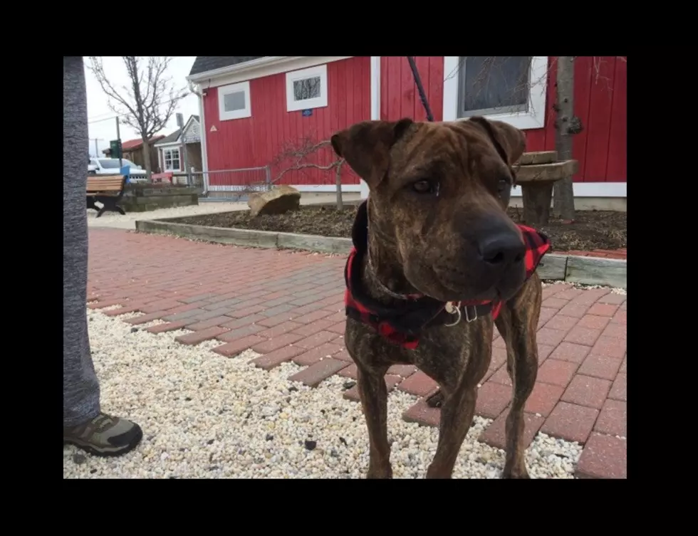 Riley is Smart & Loving - Pet of the Week [VIDEO]