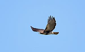 Hawk Warning in South Jersey