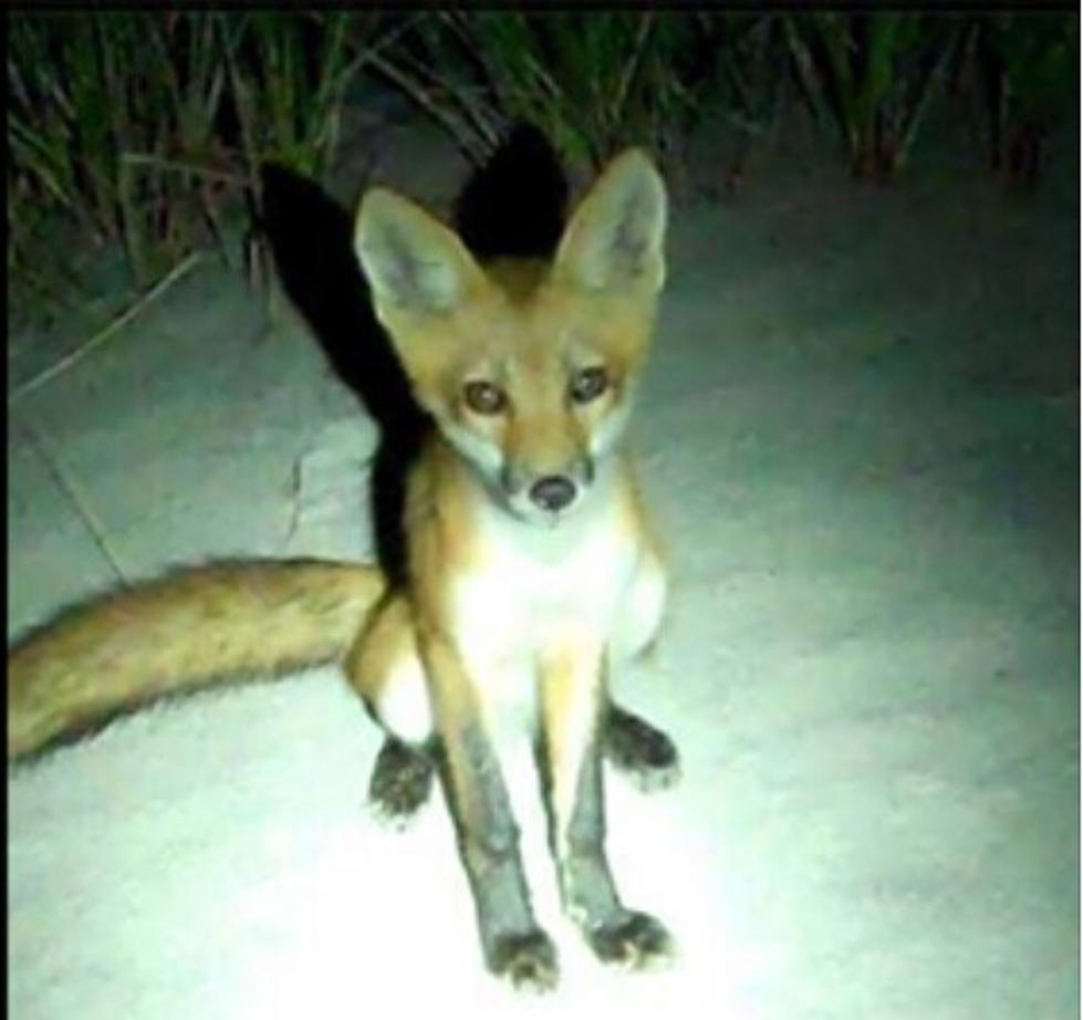 Brigantine Petition Drive Urges End to Killing of Red Foxes