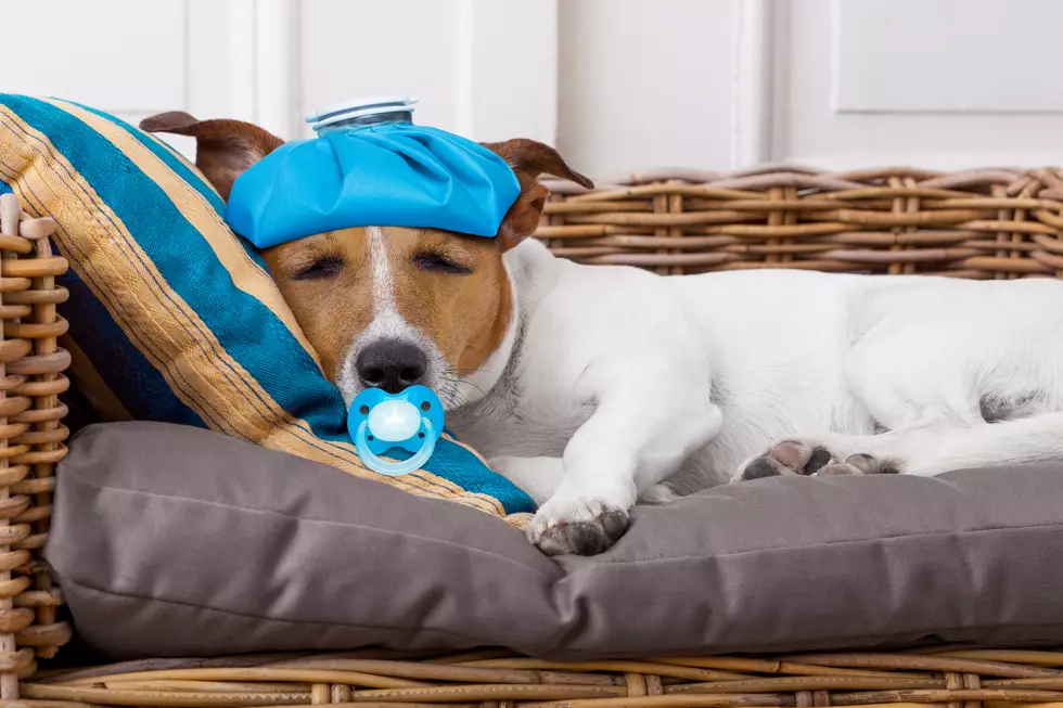 This Common Thing for Dogs Could Be Making Your Dog Sick?