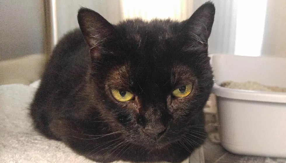 Shadow is a Sweet Kitty - Pet of the Week