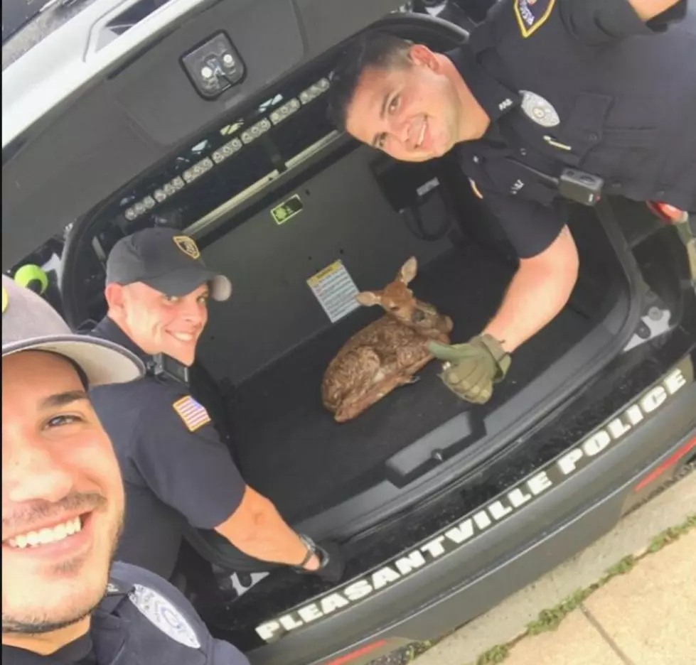 The Cutest Thing: Pleasantville Police Rescue Baby Fawn