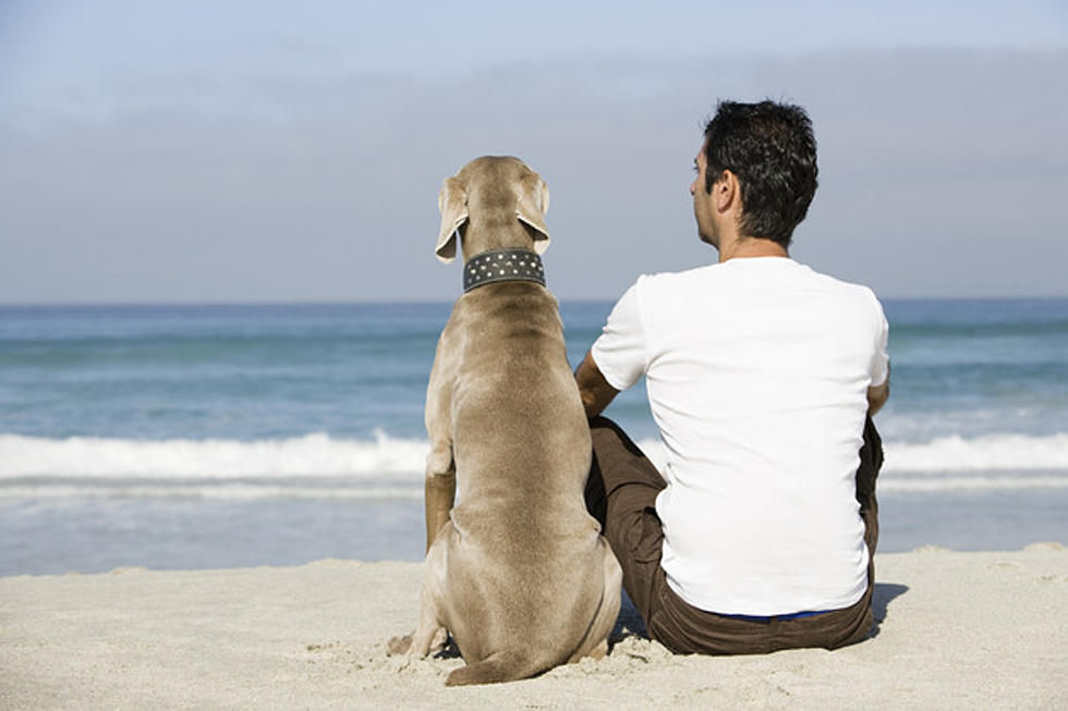 5 Amazing Pet-Friendly Beaches in South Jersey