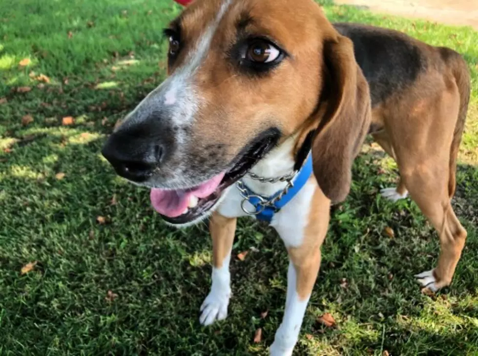 Vinnie is a 2-Year Old Hound Dog - Pet of the Week [VIDEO]