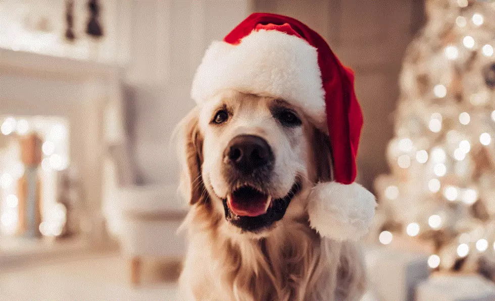 Get Your Pet’s Photo Taken With Santa This Weekend In Cape May