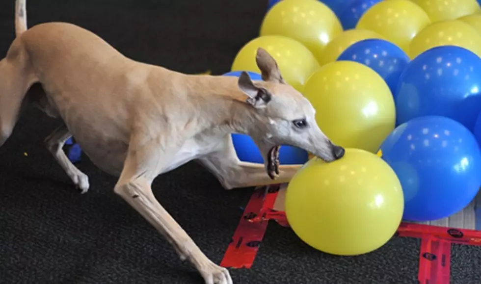 Watch Our New Favorite Guinness World Record: Dog Pops Balloons