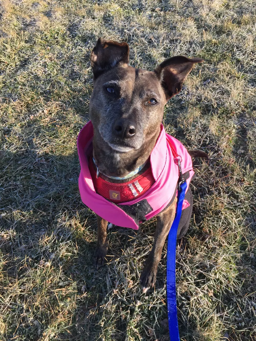 Via Petfinder