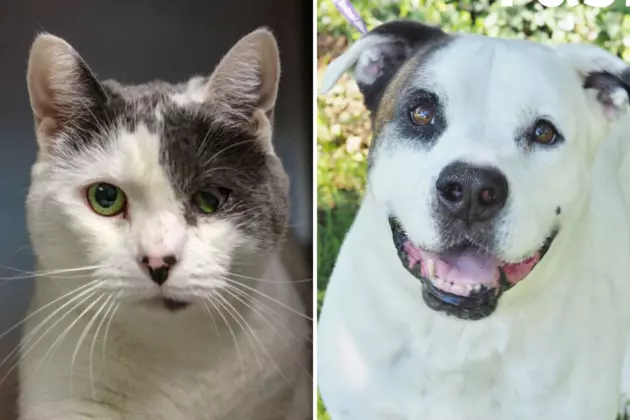 5 South Jersey Senior Pets That Still Need a Home for the Holidays