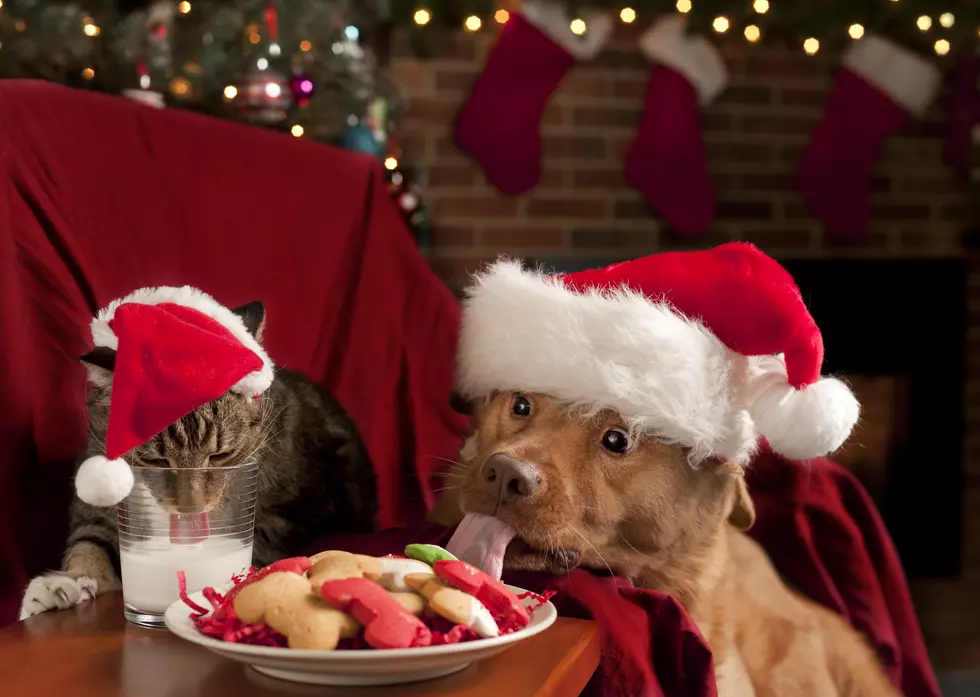 10 Things Pets Do That Land Them on the Naughty List