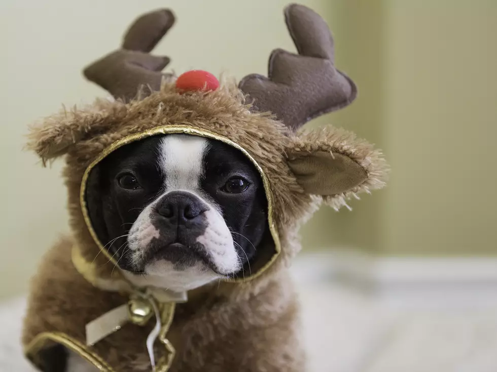 Show Off Your Festive Pets with Lite Rock's Santa Paws Contest