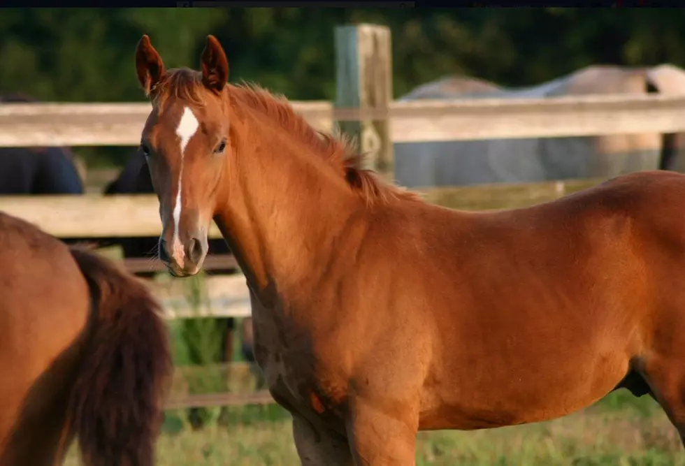 Middle Twp Horse Dies of Rabies, Advisory for Anyone Exposed