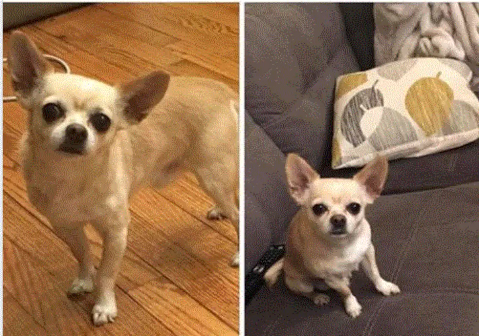Lost Dog Found In Galloway — Let’s Get Him Back To His Owner