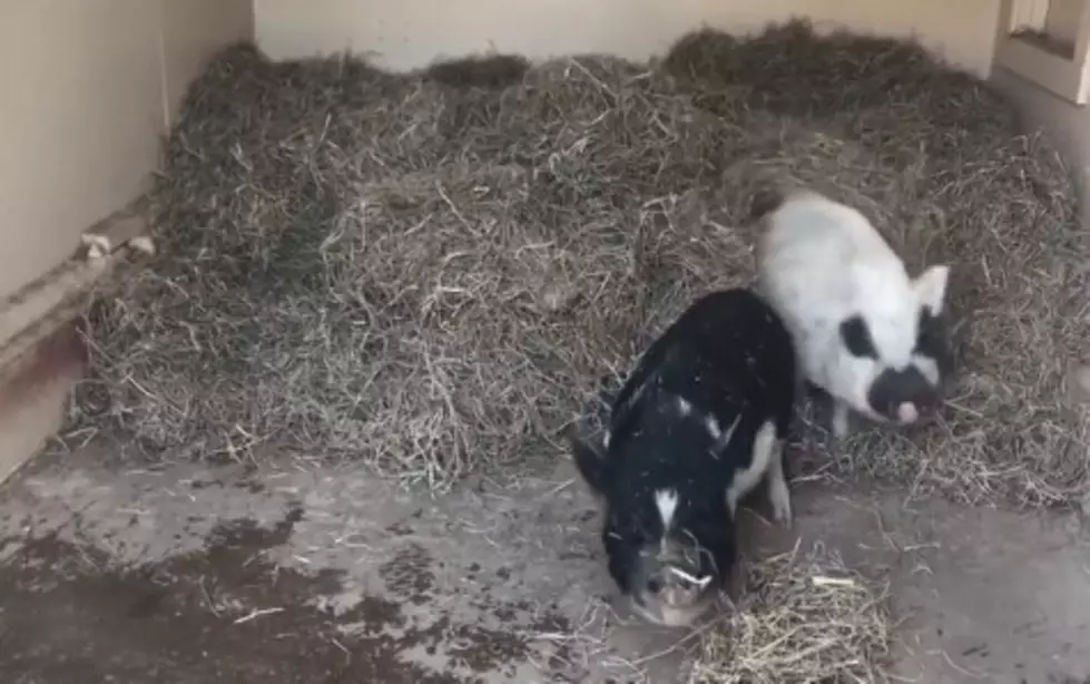 How Pigs at Cape May Zoo Stay Warm