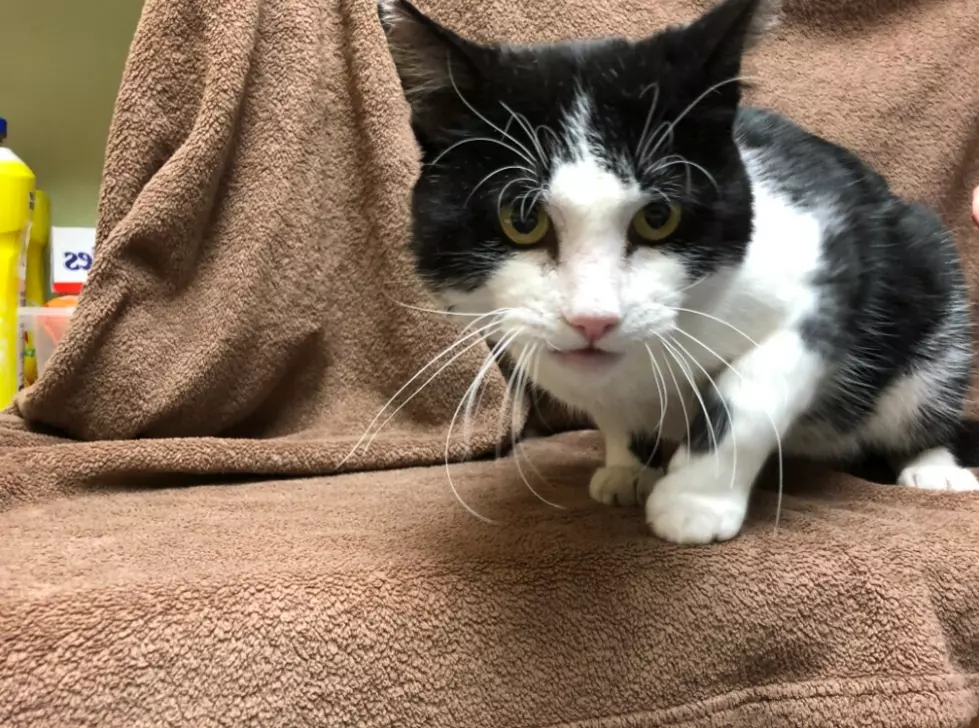 Charlie O'Cheeks/Humane Society of Ocean City
