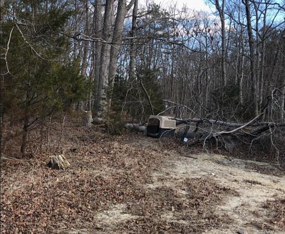 Dog Dumped in Woods in Locked Crate Rescued After 2 Days