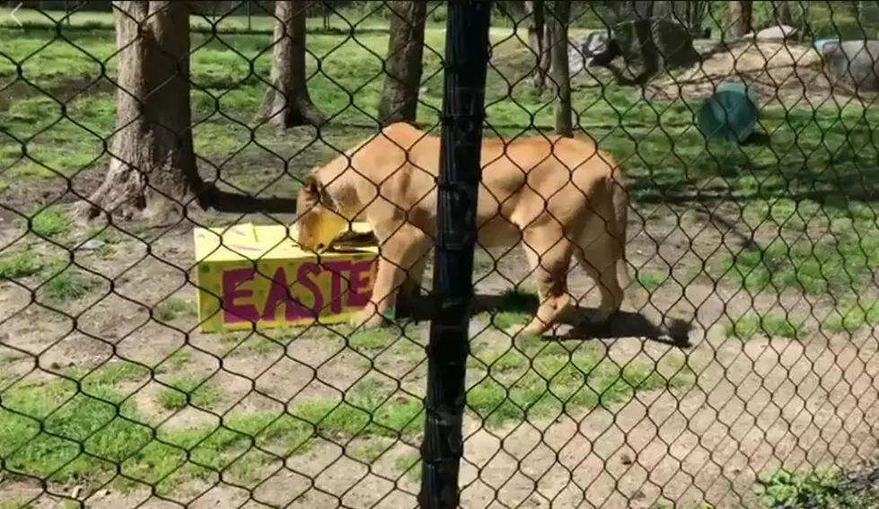 Watch What Cape May Zoo's Bella the Lion Does with Her Box