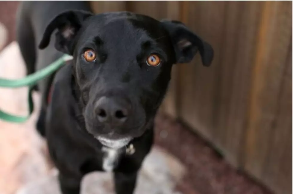 Scout is a Black Lab Mix Puppy - Pet of the Week