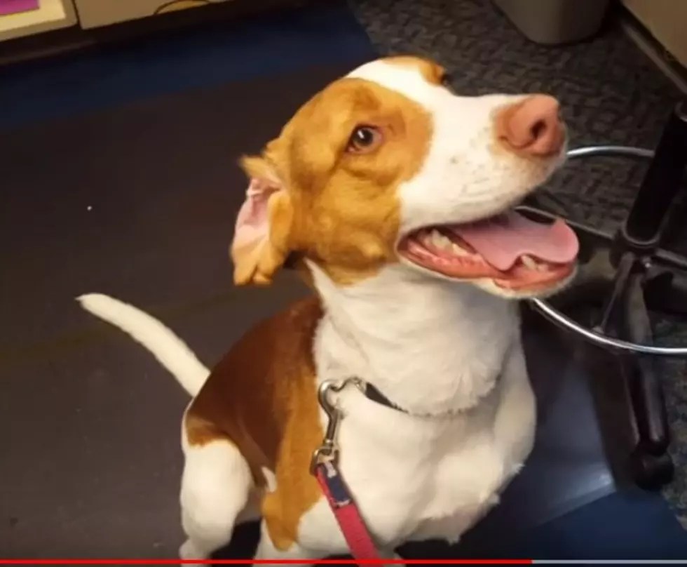 Darcy is a 15 Month-Old Hound Mix &#8211; Pet of the Week [VIDEO]