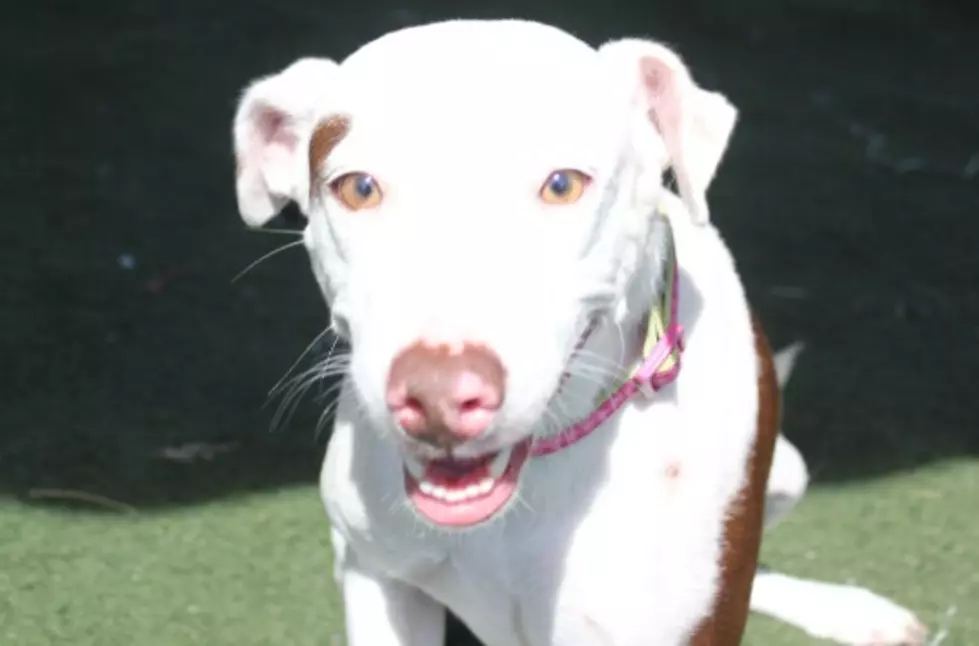 Maka is a 2-year Old Dalmatian Mix &#8211; Pet of the Week [VIDEO]