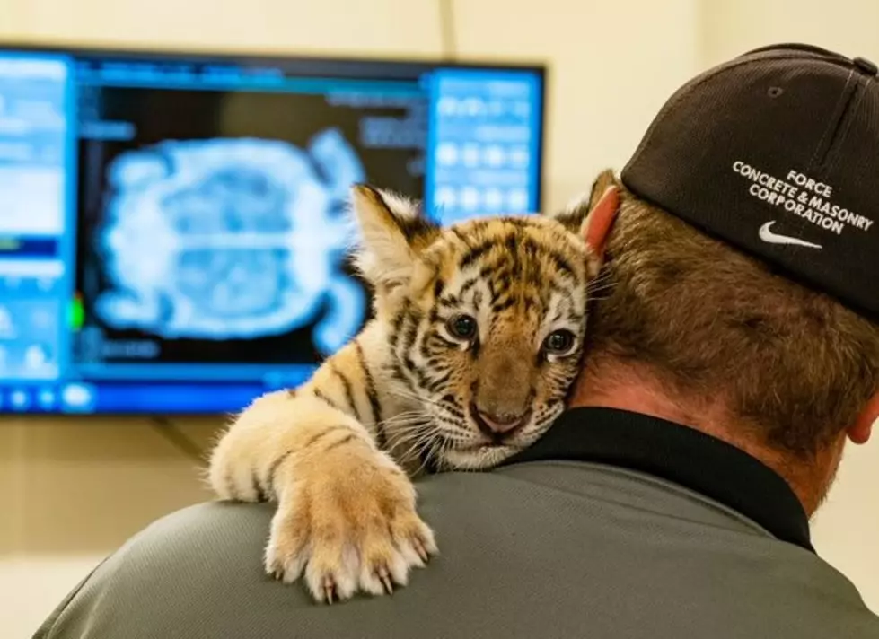 Six Flags Welcomes Newborn Siberian Tiger Named Carli [VIDEO]