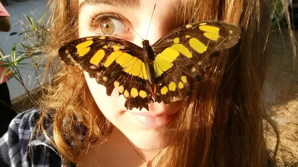 This Week&#8217;s Cape May County 4-H Fair Includes Butterfly Encounter