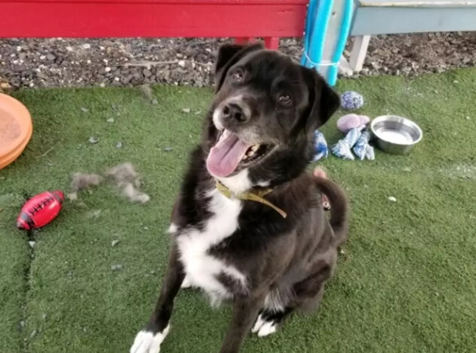 Gunner is a 3-Year Old Lab Mix - Pet of the Week [VIDEO]