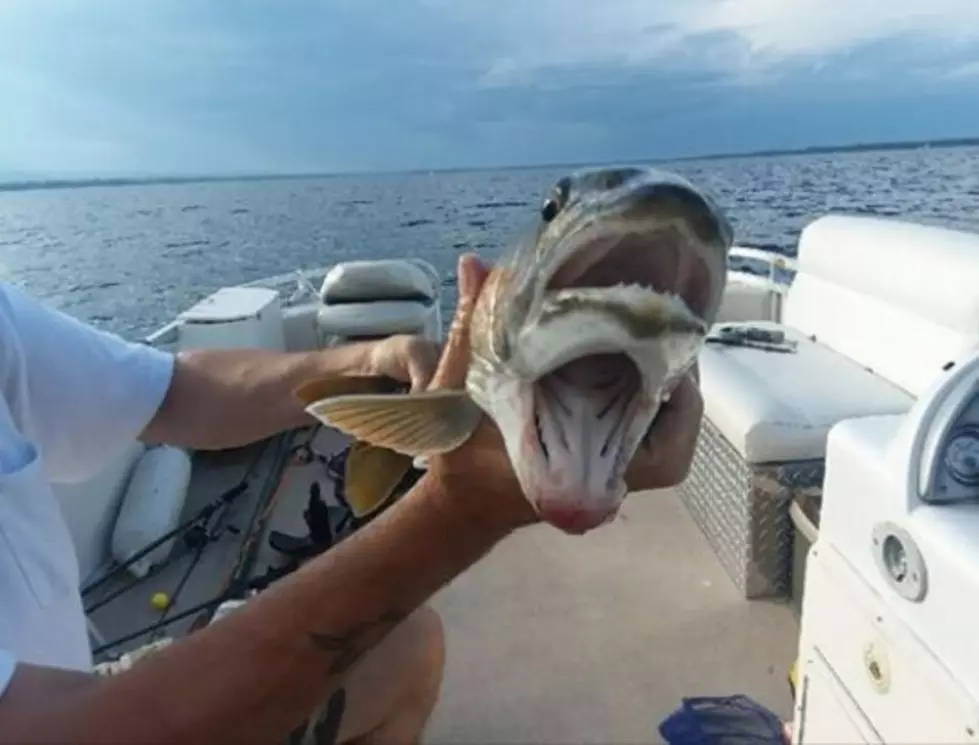 What a Catch! Woman Reels in Fish With Two Mouths