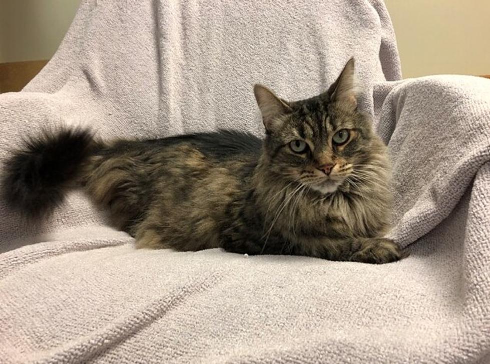 Pepper is a Maine Coon Mix - Pet of the Week