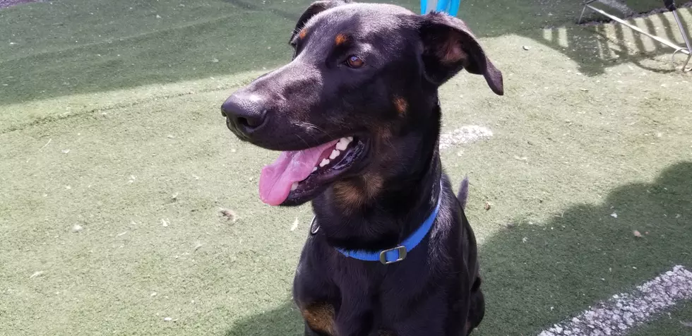 Tony, a 14-Month Old Doberman Mix &#8211; Pet of the Week [VIDEO]