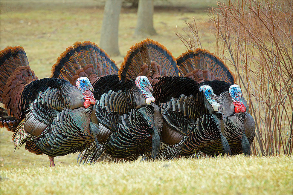 Wild Turkeys on the Loose in New Jersey Town