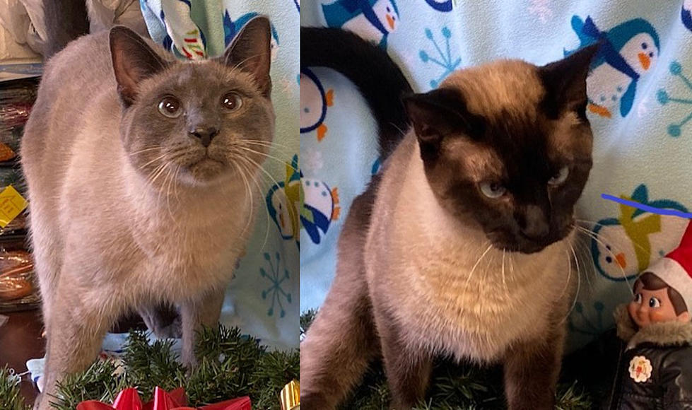 Zac & Zoe, 3-Year Old Siamese Cats - Pets of  the Week