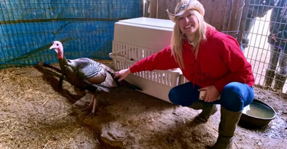 Questions Remain After Wild Turkey Removed From Funny Farm Rescue