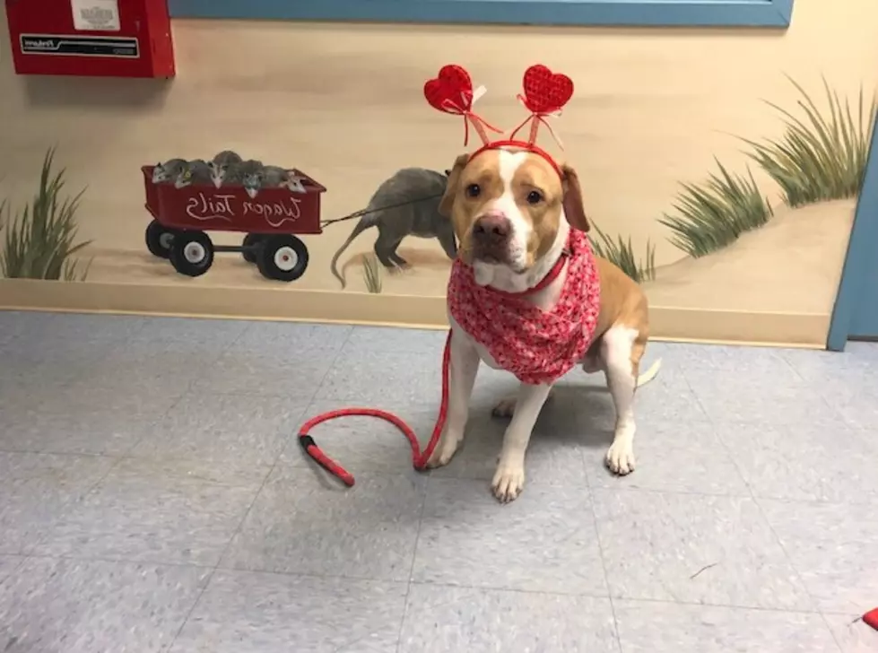 Chowder is a 3-Year Old Love Bug – Pet of the Week [VIDEO]