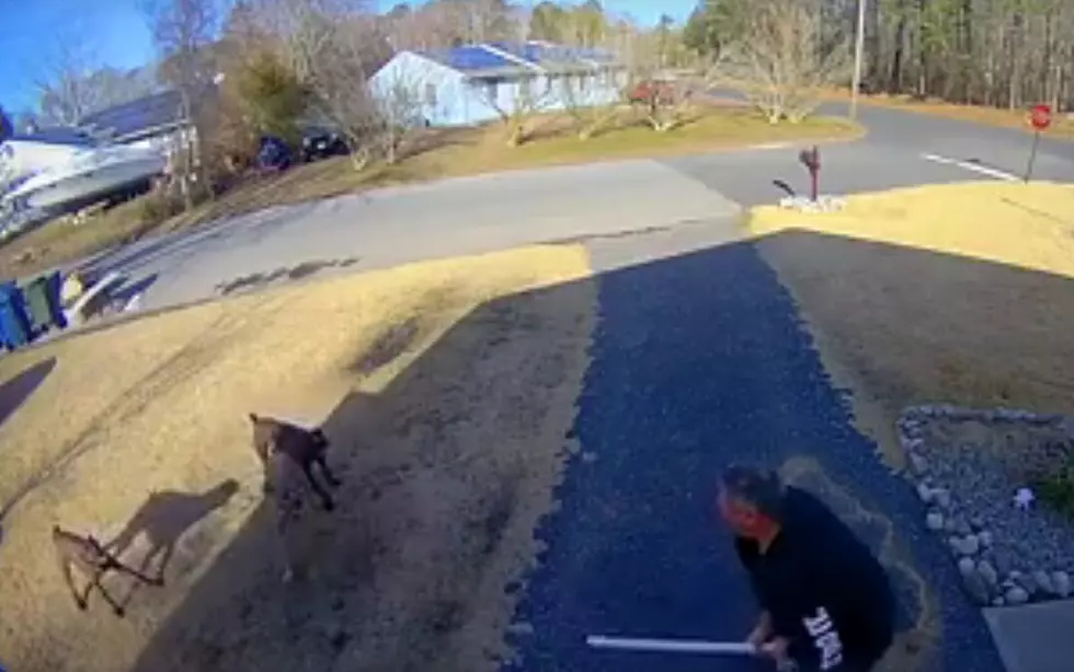 Loose Dogs Terrorize LEH Neighborhood, 6 People Bitten