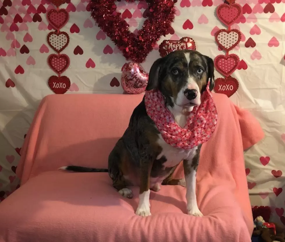 Murphy Loves Long Walks & Watching TV - Pet of the Week [VIDEO]