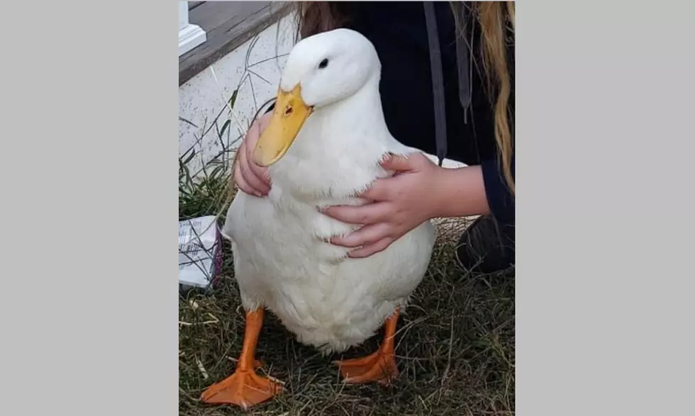 Have You Seen Sandy? Upper Twp. Family’s Pet Duck is Missing