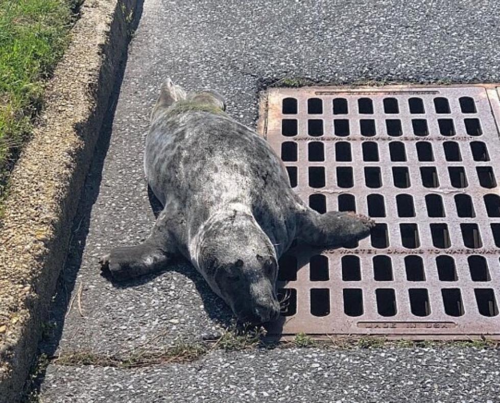 Brigantine Police Rescue Seal Stranded on the Road