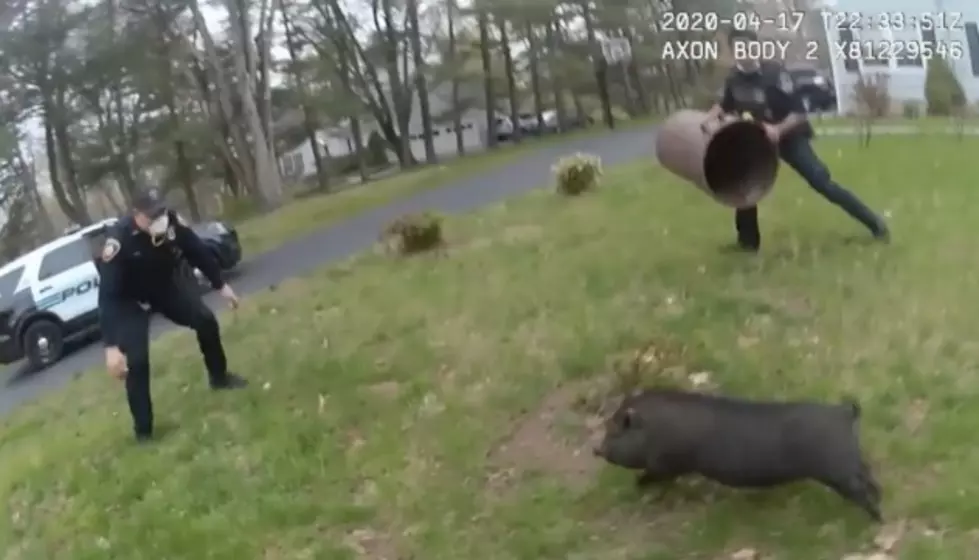 Video of Cops Chasing Pig is Funniest Thing You'll See Today