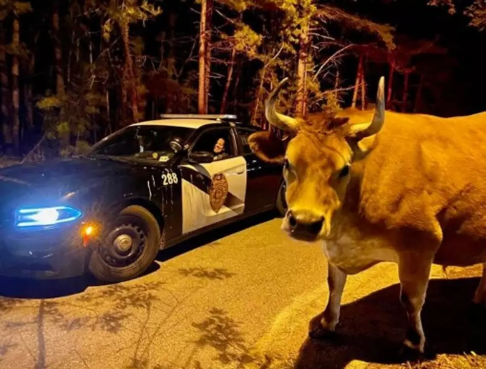 Yogi the Cow Caught Breaking Curfew by Hamilton Twp Police