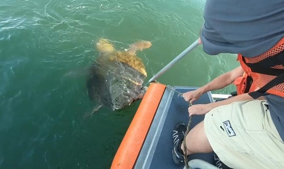 Coast Guard-Cape May Saves Loggerhead Turtle Caught in Trap