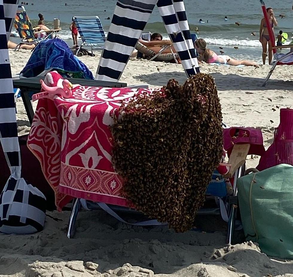 Watch: Swarm of Bees Invades Cape May Beach