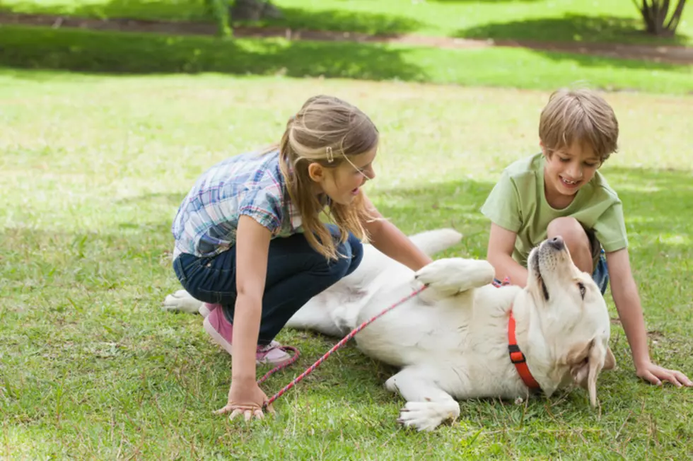 5 Tips To Keep Your Pet Healthy During the "Dog Days" of  Summer
