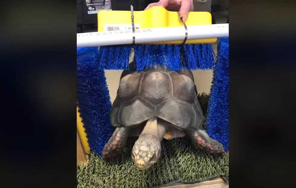Philadelphia Zoo's tortoise shell scratcher will soothe what ails you