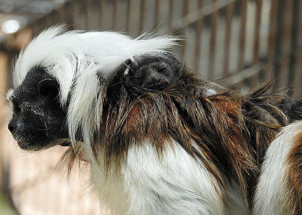 Rare Cotton-top Tamarin Monkey Born at Cape May County Zoo