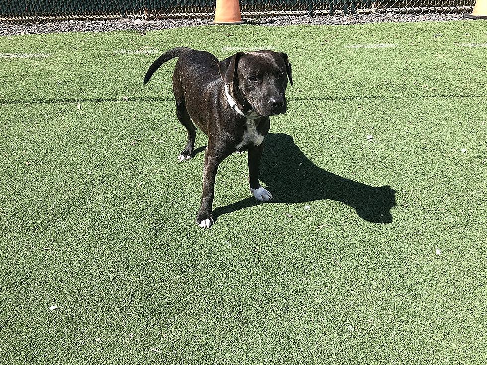 Morcilla, a 1-Year Old Lab Mix: Pet of the Week [VIDEO]