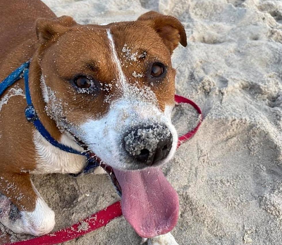 Should Dogs Be Allowed on Beaches During Off Season?