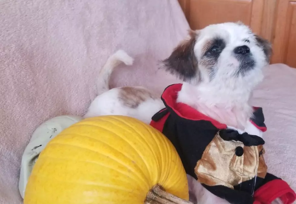 Pumpkin, a 4-Year Old Maltese Mix &#8211; Lite Rock Pet of the Week [VIDEO]