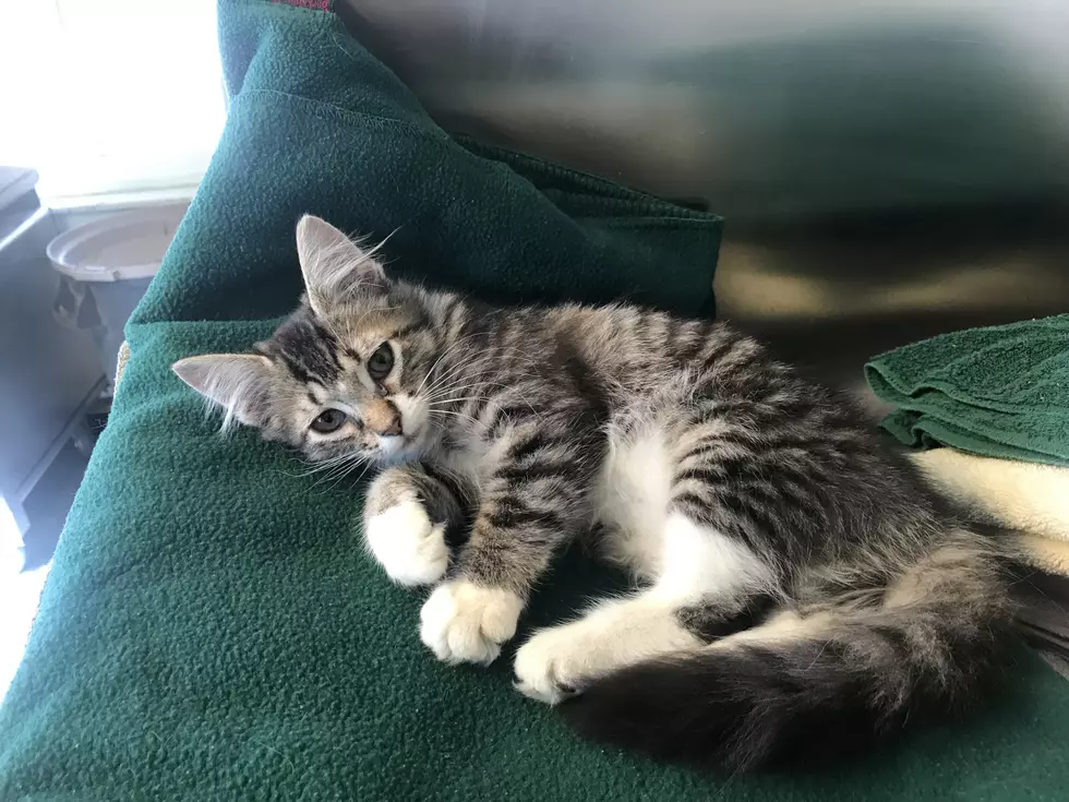 Betsy Lou, a 4-Month Old Kitten – Lite Rock Pet of the Week